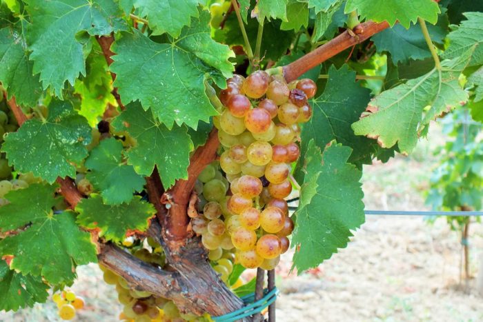 Vigne de raisin Muscat petits grains BIO d' AOP Muscat de Beaumes-de-Venise du Domaine Chant des Loups