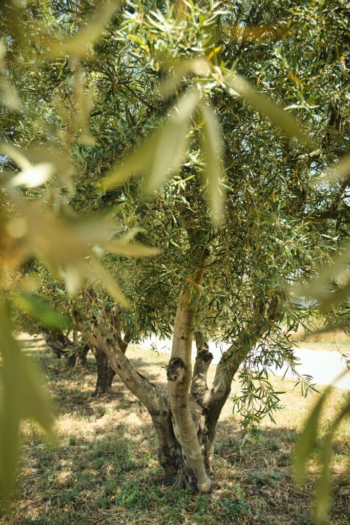 vacqueyras bio rouge