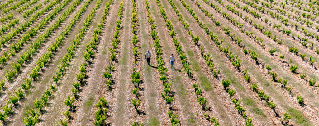 Vacqueyras vin bio