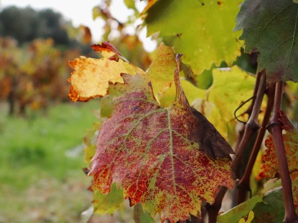 Automne