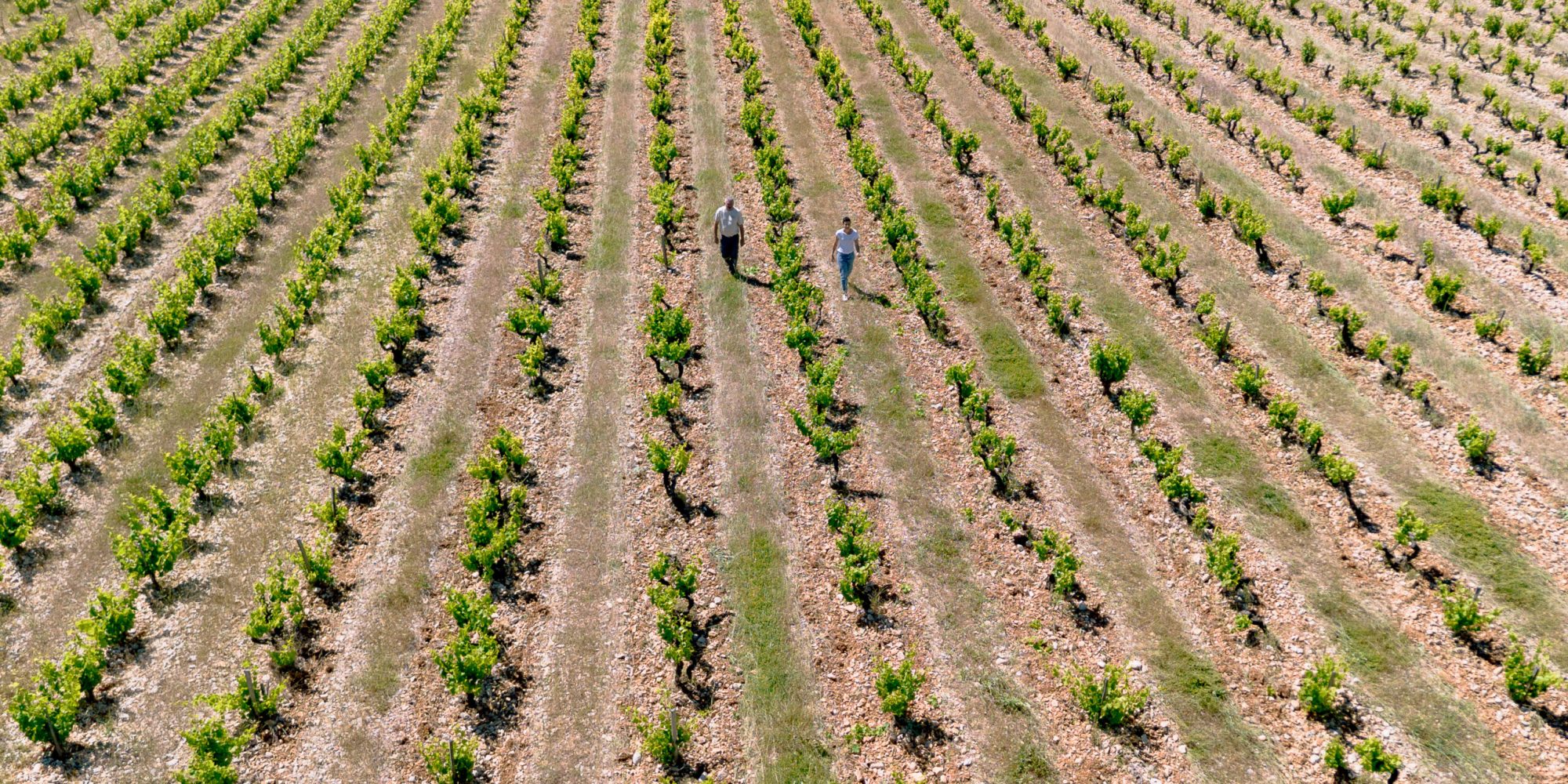 Vacqueyras vin bio
