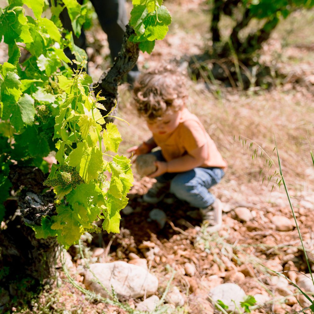 MARIE AYMARD VACQUEYRAS WINES
