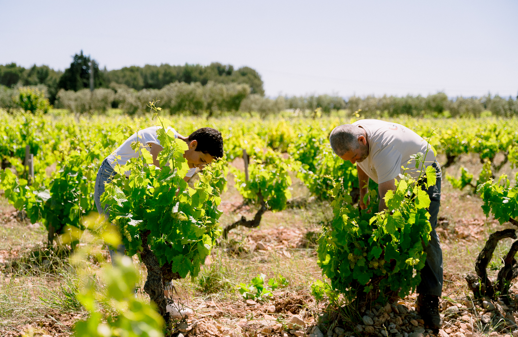 Chant des Loups Vacqueyras vin bio